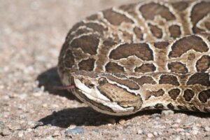 Urutu: características e habitat