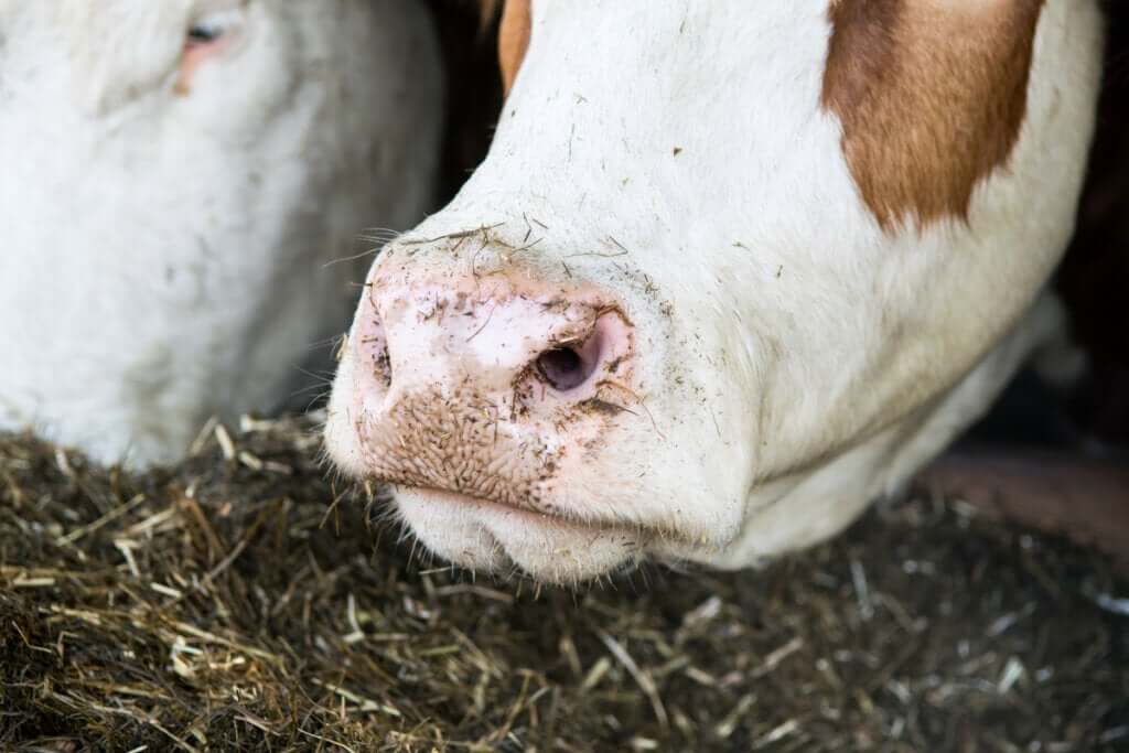 O rúmen: um ecossistema microbiano