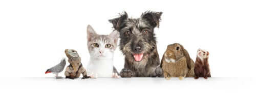 Ter vários animais em casa... Quantos?