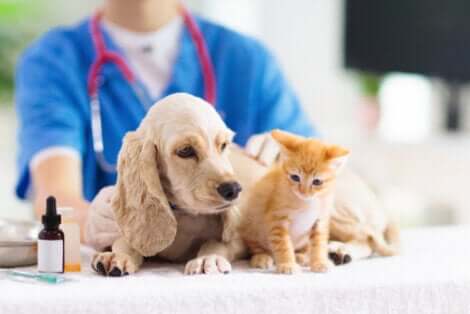 Terapia com laser para animais de estimação