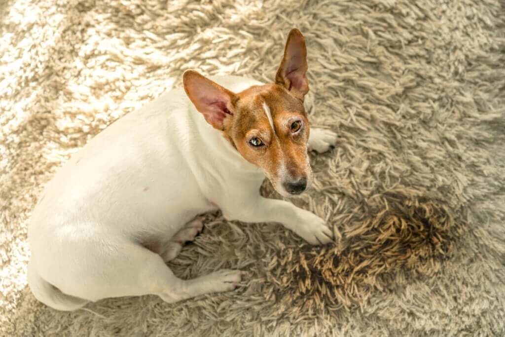 Cinco razões pelas quais os cães urinam dentro de casa