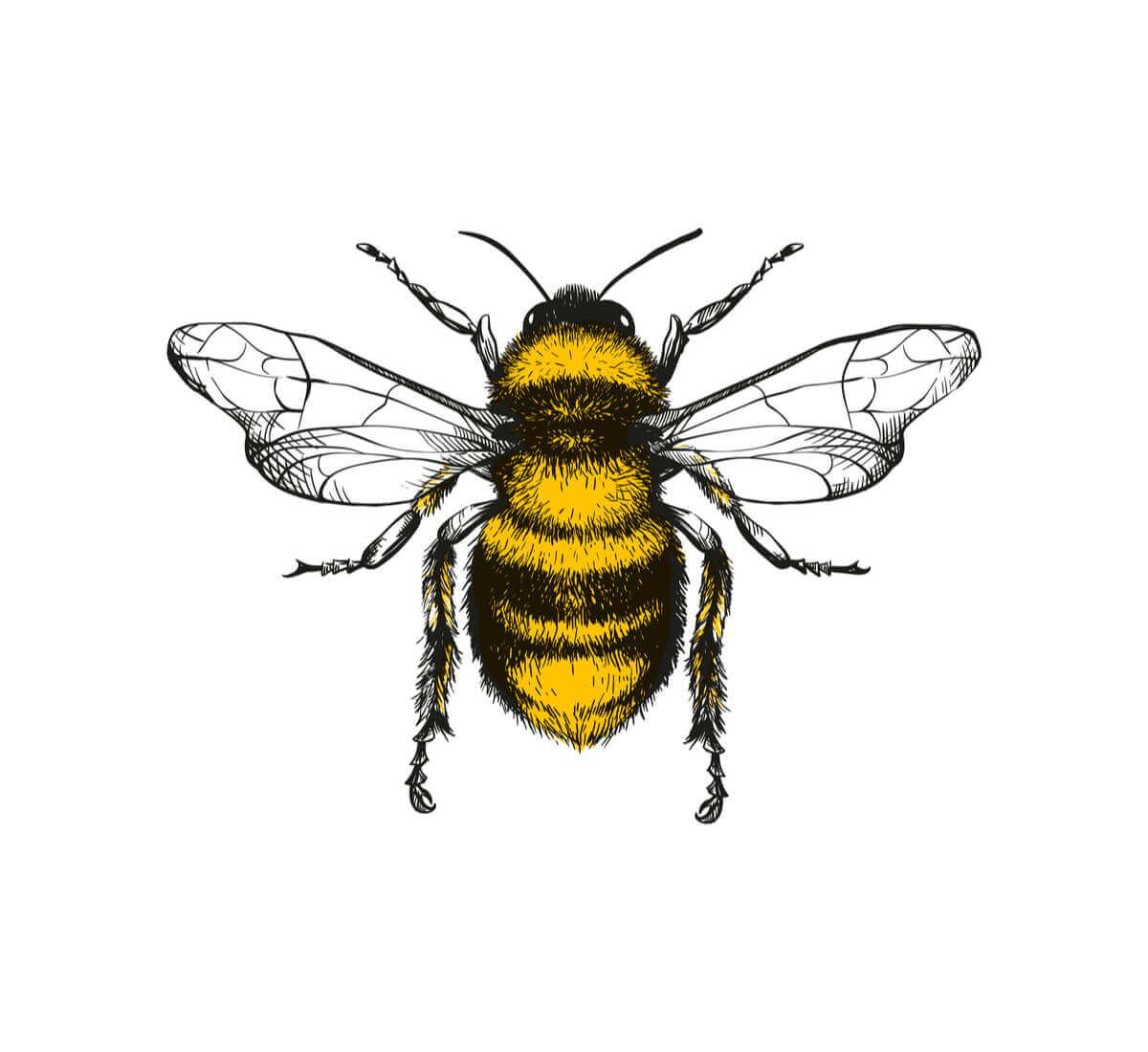 A dança das abelhas: a linguagem secreta