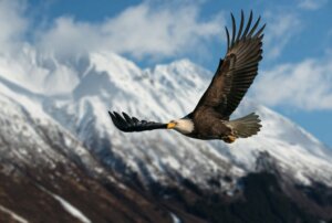 Aves de rapina diurnas, as rainhas das montanhas