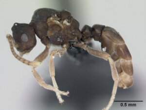 As formigas Anergates atratulus e seu incrível comportamento