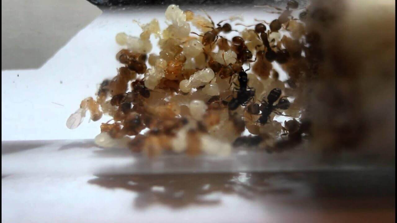 A formiga Anergates atratulus