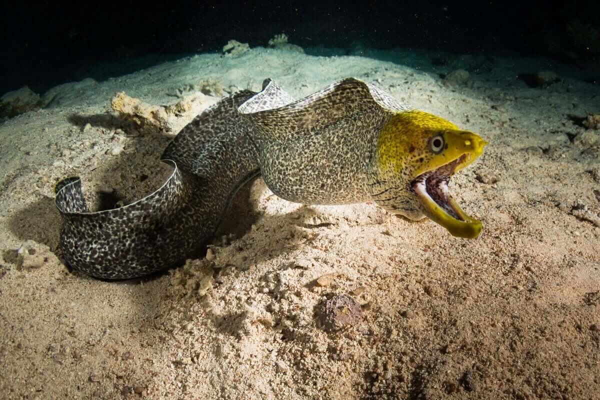 Os peixes anguiliformes: o congro, a enguia e a moreia