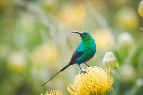 aves sugadoras de néctar que você talvez não conheça