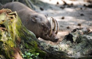 O babirussa: origem e habitat