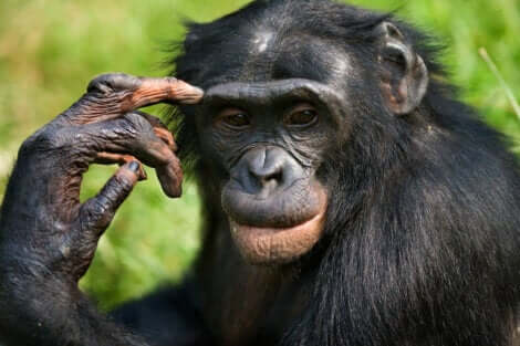 diferenças entre chimpanzés e bonobos