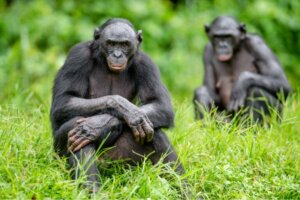As cinco diferenças entre chimpanzés e bonobos