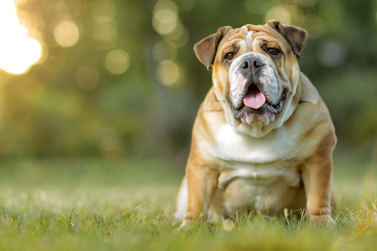 Diferença entre os tipos de bulldog