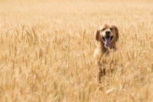 Cuidados com o glúten na comida para cães