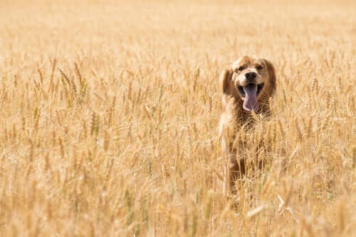 Cuidados com o glúten na comida para cães