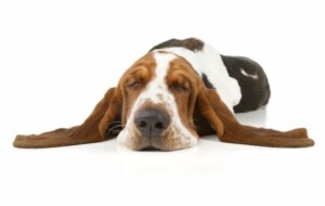 O que é a narcolepsia canina?