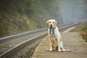 Um cachorro perdido anda 80 quilômetros até chegar em casa