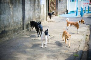 Em busca dos cães perdidos após a explosão de Beirute