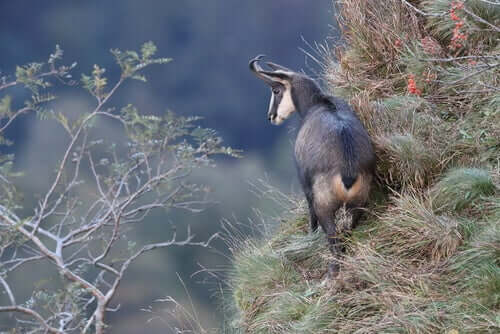 As camurças resistentes a um vírus letal