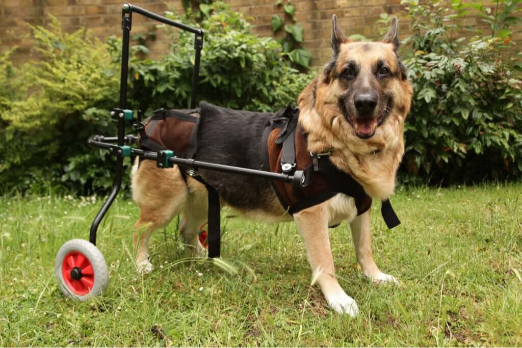 Doenças autoimunes em cães: o que é necessário saber?