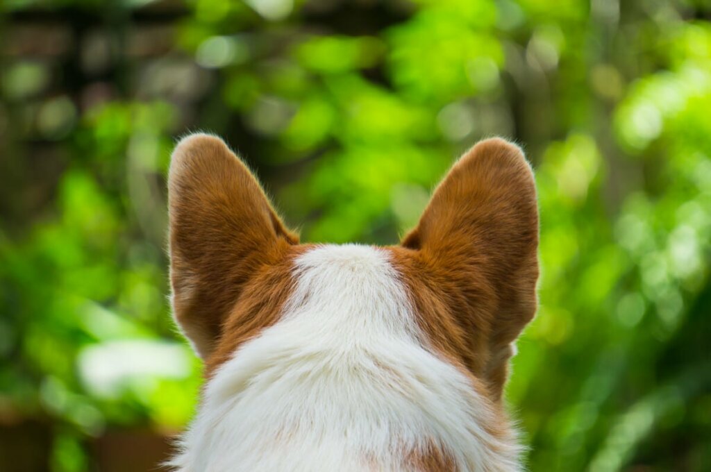 Movimento Das Orelhas Dos Cães Para Audição
