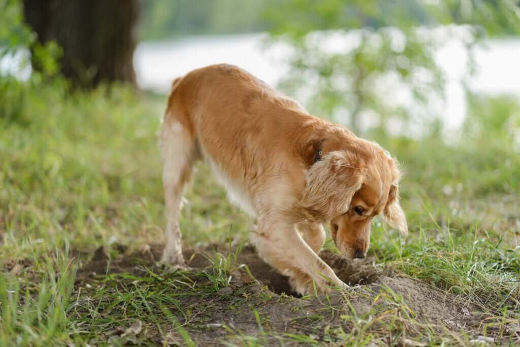 Por que os cães enterram a comida?