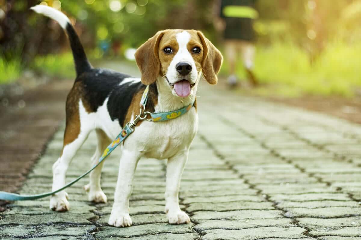 A lei alemã que tornará obrigatório passear com os cães