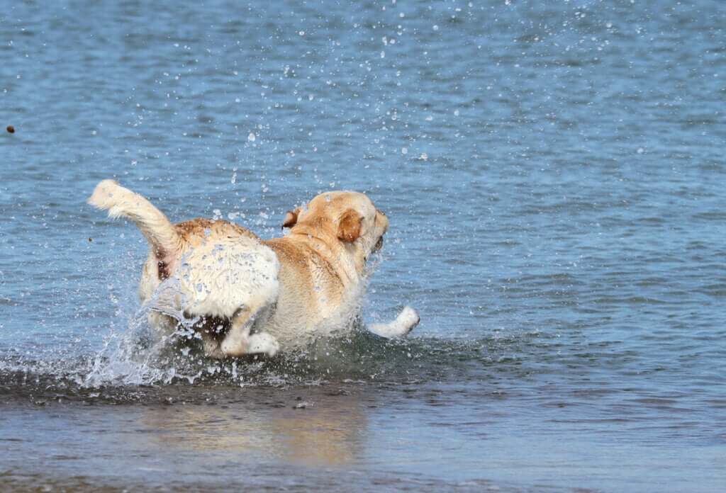 Resgate marítimo salva um cachorro no mar