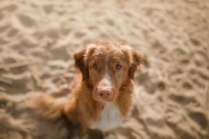 Lúpus em cães: causas e sintomas