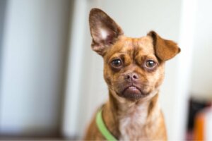 As origens de um cachorro de acordo com suas orelhas
