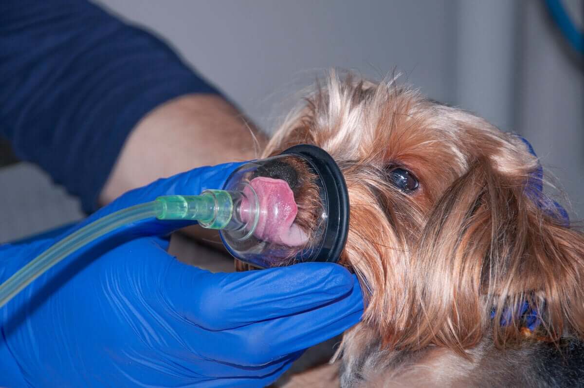 A chave para o tratamento da dispneia em animais de estimação é a oxigenoterapia