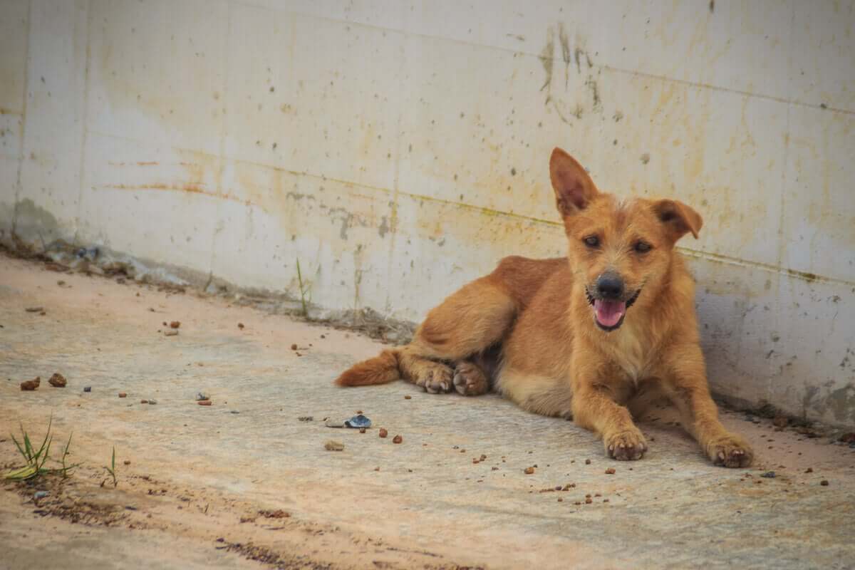 Esperança para animal e famílias