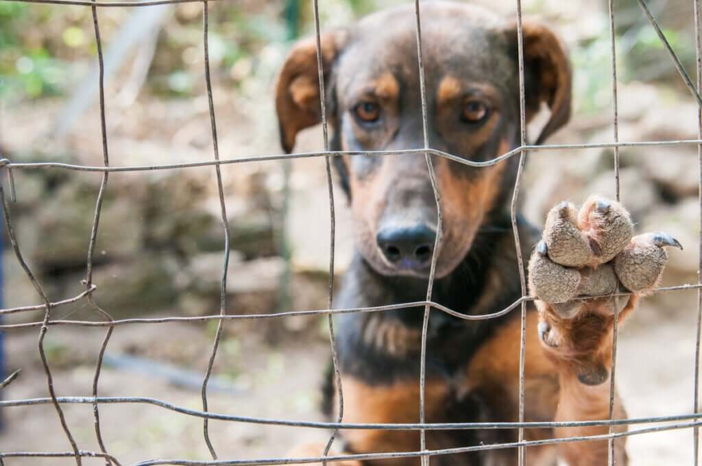 Kim Jong Un proíbe cães como animais de estimação na Coreia do Norte