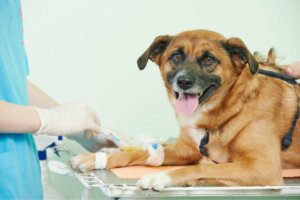 O que são as trombofilias em cães?