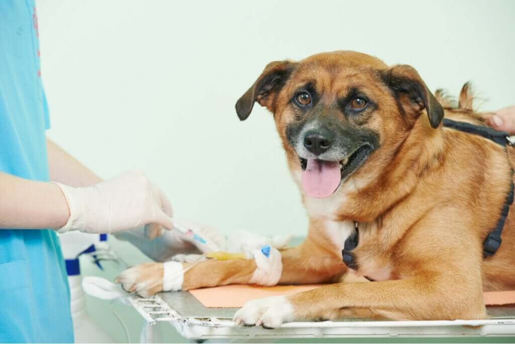 O que são as trombofilias em cães?