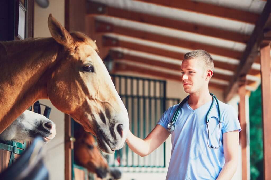 O que é a laminite em cavalos?