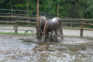 Cavalos resgatados de uma enchente dão à luz: o milagre da vida