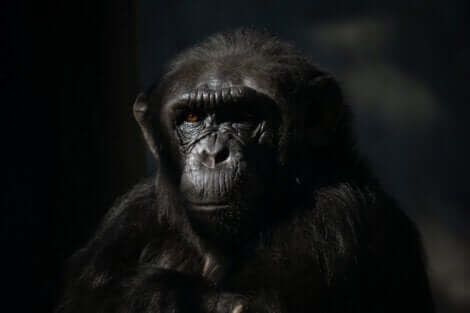 diferenças entre chimpanzés e bonobos