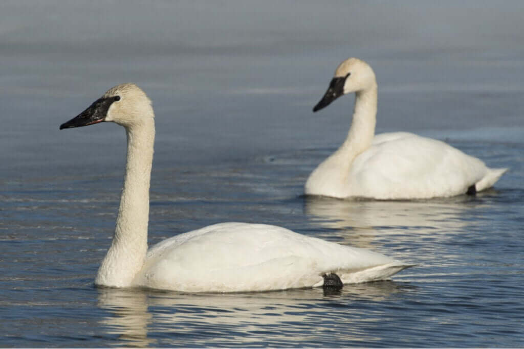 Quais são as características do cisne-trombeteiro?