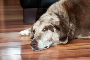Síndrome de Cushing em cães: detecção e tratamento