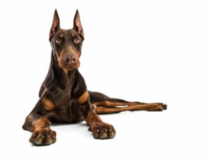 As sete melhores raças de cães de guarda
