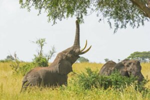 As particularidades da alimentação de elefantes em cativeiro