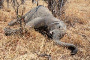 Centenas de elefantes mortos em Botsuana: qual é a causa?