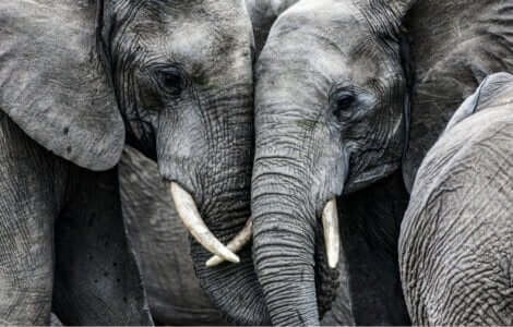 Centenas de elefantes mortos em Botsuana