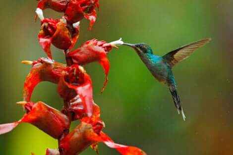 aves sugadoras de néctar que você talvez não conheça