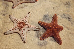 A regeneração em estrelas-do-mar: o segredo da vida?