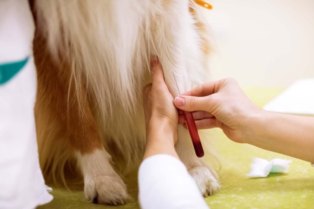 Trombofilias em cães: fatores que predispõem o animal