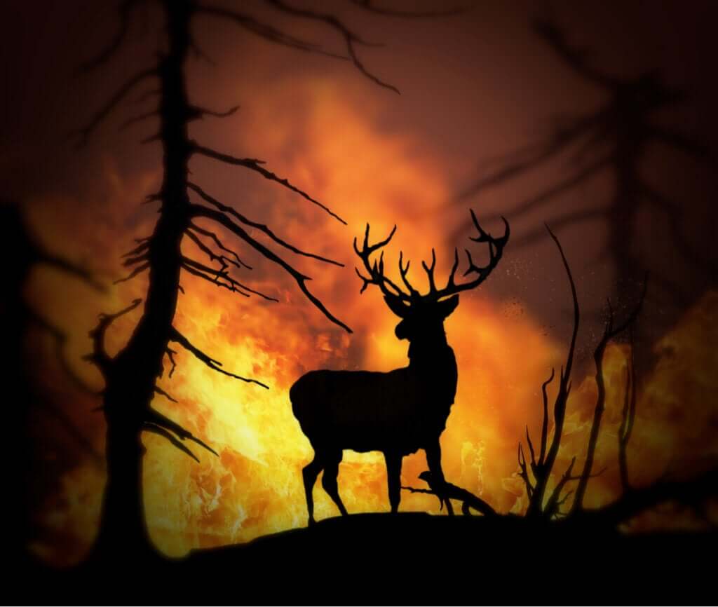 Animais resgatados: as vítimas dos incêndios florestais