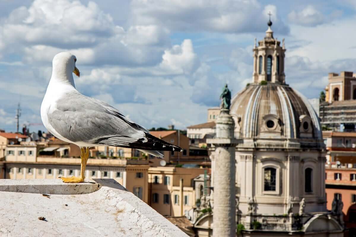 Aves sob estresse podem viver menos