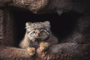 O gato-de-pallas: um solitário do Himalaia