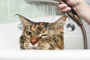 Por que os gatos odeiam água?