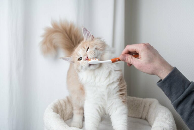 Cuidados com os dentes do gato: como e por quê